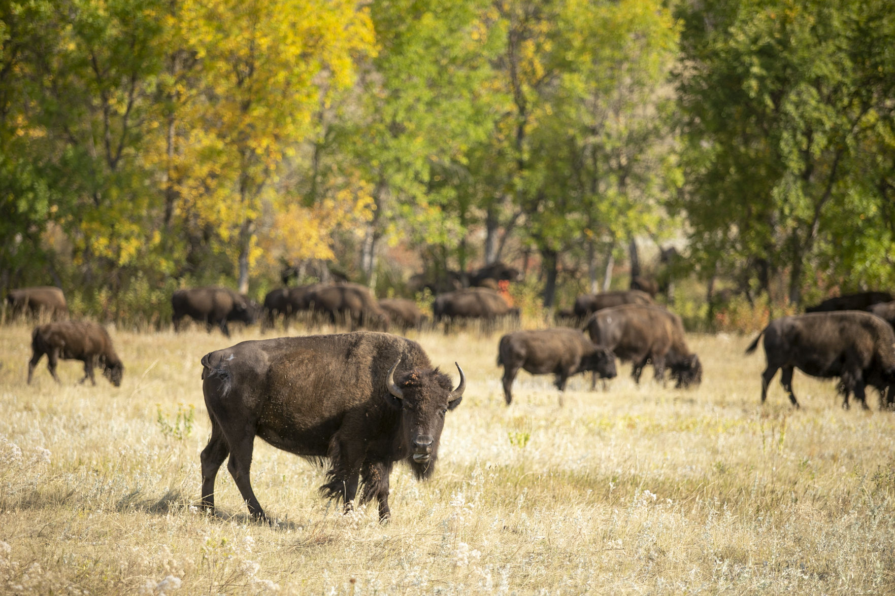 Buffalo Roundup Preview